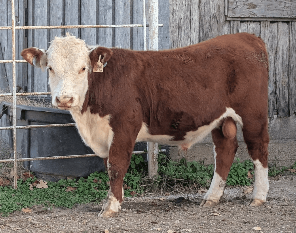 Test Heifer