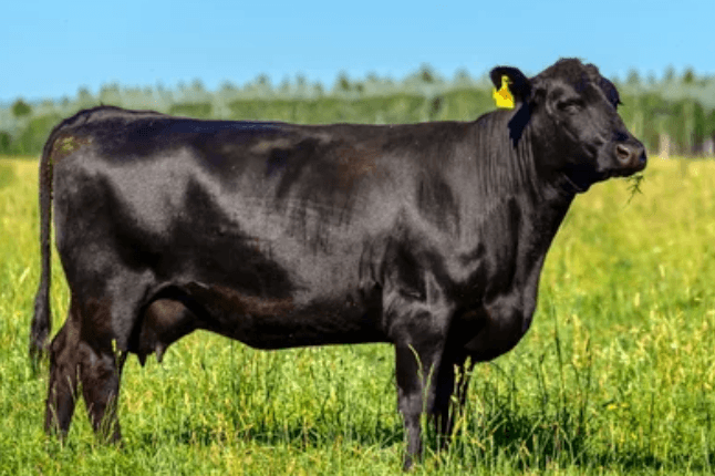 Black Angus Heifer