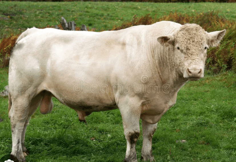 White Bull